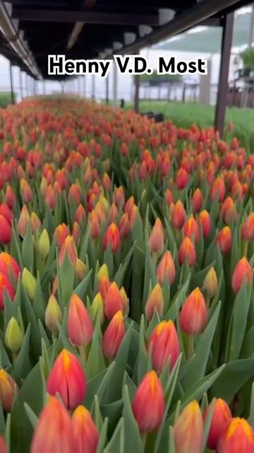 Подходит к срезке сорт Хени Ван Дер Мост. Выгонка тюльпанов 2024. #выгонкатюльпанов #тюльпаныоптом смотреть онлайн