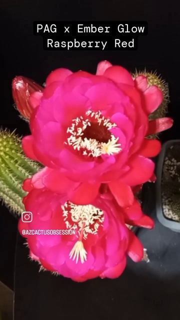 Trichocereus red raspberry hybrid by pink Argentine giant Timelapse смотреть онлайн