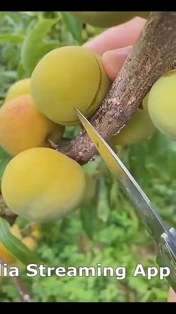 Prunus Domestica Reine Claude Verte Plum Greengage Plum смотреть онлайн