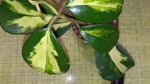 Чудесная красотка в моей коллекции. Хойя Diversifolia variegata.