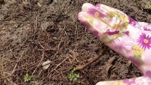 Морозобоины и отслойка коры у гортензии