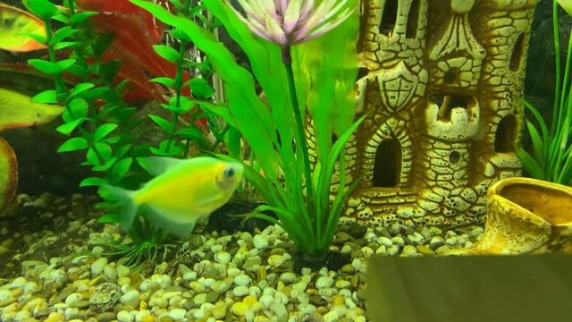 Morning relax with fish/16.11.22 06:40 Saratov смотреть онлайн