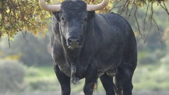 Película Flora y Fauna M Lourdes Cernuda смотреть онлайн