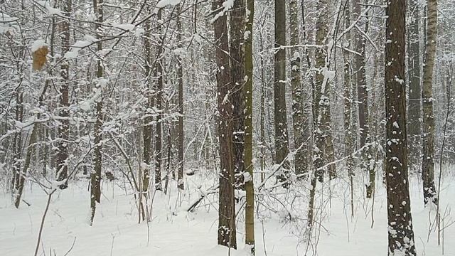 Лесопарк Лосиный остров, зимний апрель. 08.04.2025 смотреть онлайн