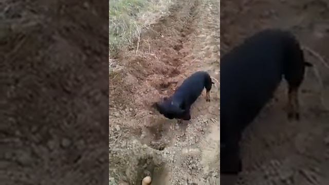 Лучший помощник в огороде смотреть онлайн