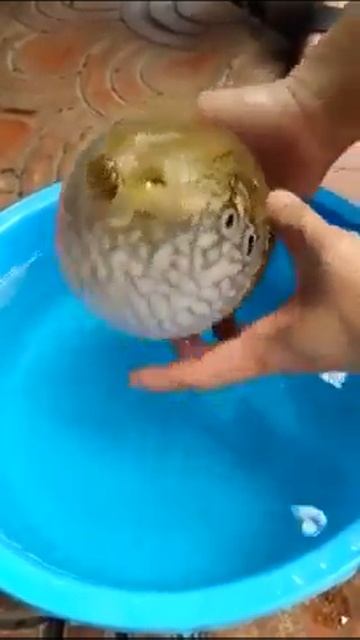 Рыба шар смотреть онлайн