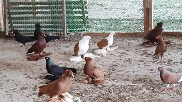 Северокавказские Косматые Бойные Голуби Иван Григорича!