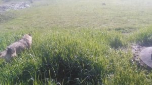 VID_20250413_084221.mp4