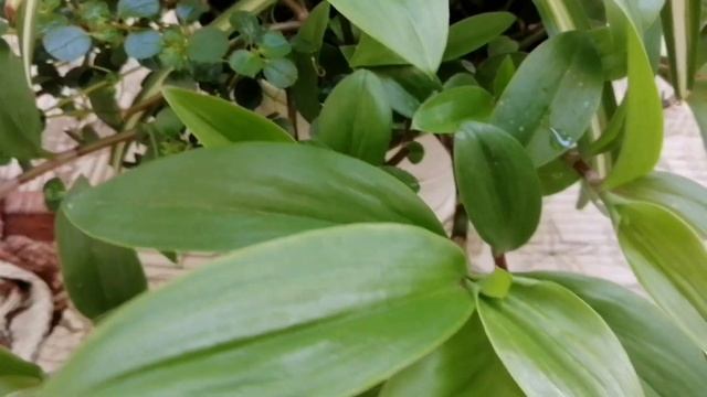 Пример сочетания растений в вазоне. Хлорофитум, пинея, традесканция. Комнатные растения для питомце смотреть онлайн