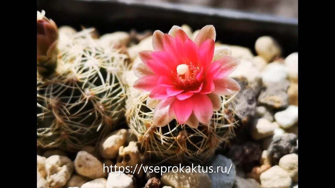 На каком сайте разместить бесплатно объявление о продаже кактусов смотреть онлайн