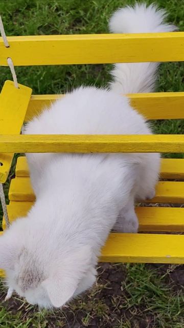 Кошка Лиза качается на качелях. #кошка #шорты 4k смотреть онлайн