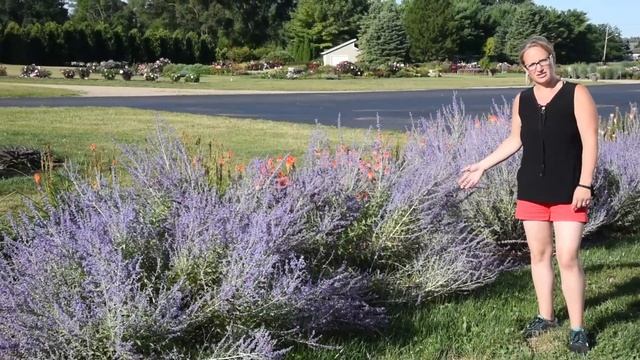 Perovskia Side by Side | Walters Gardens смотреть онлайн