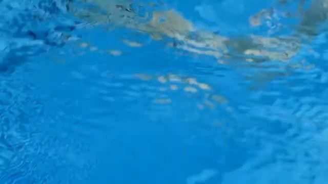 Tips To Stop Ducks From Swimming In Your Pool