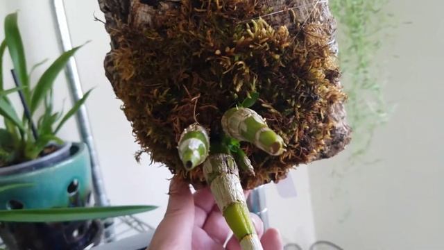 Dendrobium Bracteosum gives another surprise? смотреть онлайн