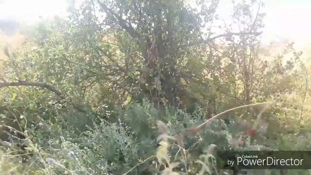 ТАУДАН БҮЛДІРГЕН ТЕРДІМ смотреть онлайн
