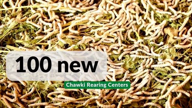 Promotion of Sericulture in J&K смотреть онлайн