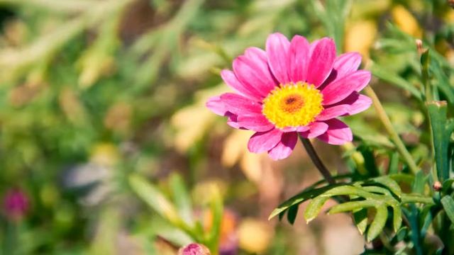 Dan Byrom - Chamomile Gardens смотреть онлайн