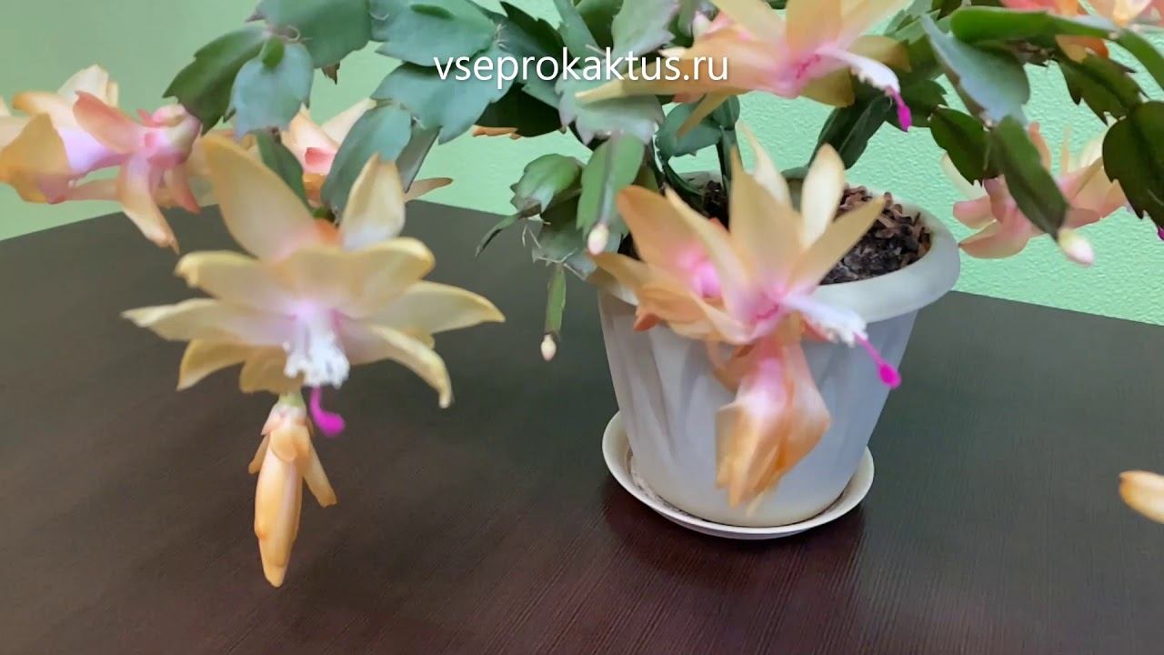 Пышное цветение шлюмбергеры домашней смотреть онлайн