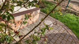 Весенняя обрезка розы Chippendale (Чиппэндале) на высокий куст