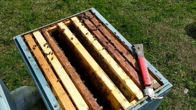 Трусим пчелу для заселения нуклеусов.  29.04.21             #матководство #нуклеуси #пасека