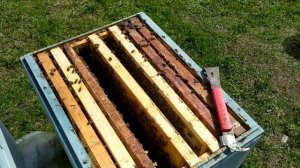 Трусим пчелу для заселения нуклеусов.  29.04.21             #матководство #нуклеуси #пасека