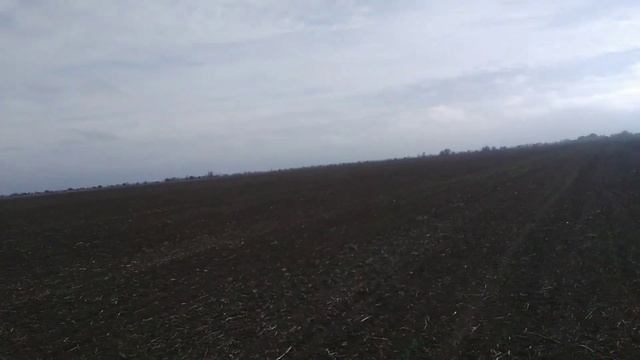 Пшеница! Всходы по льну и по горчице! Сроки сева не имеют значения! смотреть онлайн