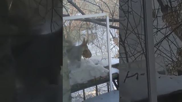 Белка расчитывала свой прыжок с шишкой#nature#белка#squirrel#animals#2023 смотреть онлайн