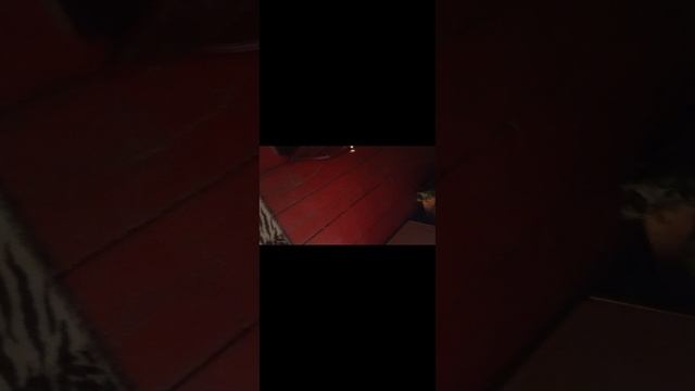 Корм Piqubo для кошек смотреть онлайн