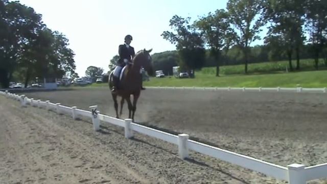 Don William WF (Dressage Royal x Savannah WF) 2007 Gelding 17.2 Hands смотреть онлайн