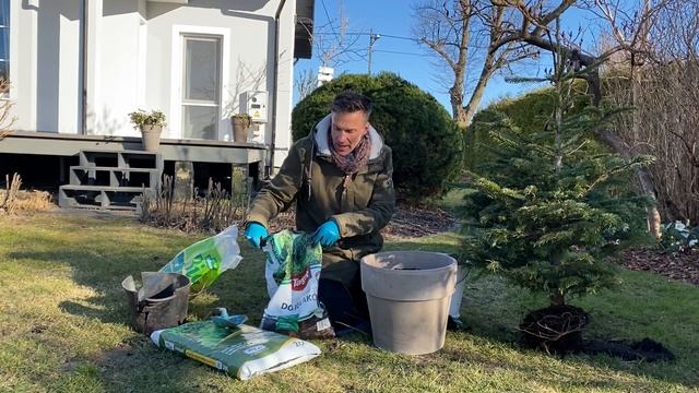 How to prune heather plants. Potting up a Christmas tree. Spring garden jobs. Spring garden tour смотреть онлайн