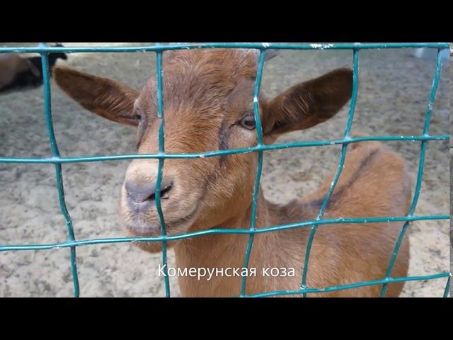 Посмотреть всех животных в экзотик парке Голубицкой смотреть онлайн