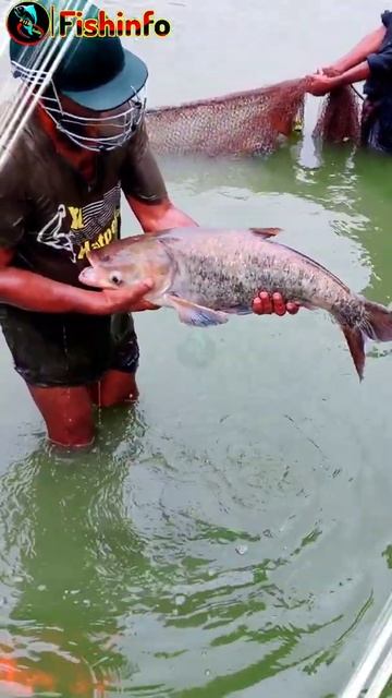 big bighead fish #shorts #fishinfo смотреть онлайн