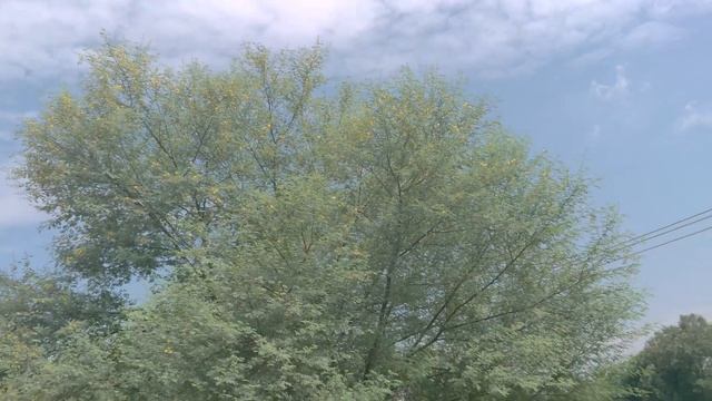 4k video of (Kikar)Tree Acacia nilotica | Vachellia nilotica | babul thorn mimosa part11 смотреть онлайн