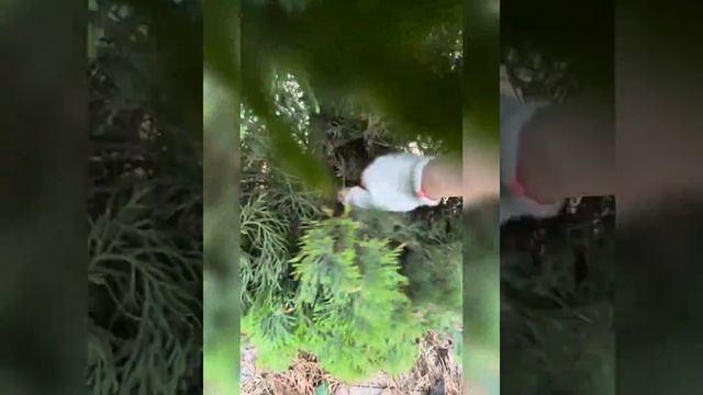 Чистим туи после зимы. смотреть онлайн