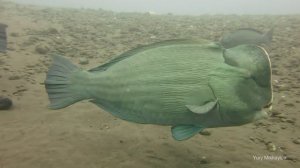 Красота подводного мира . Tulamben Liberty Wreck.