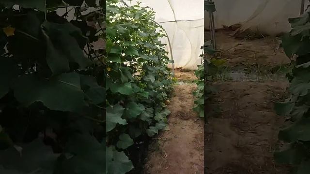 Cucumber crop смотреть онлайн