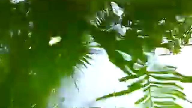 monster giant fish ho thuy sinh смотреть онлайн
