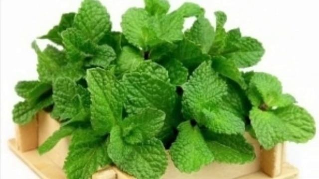 Yalpizning Foydali Xususiyatlari