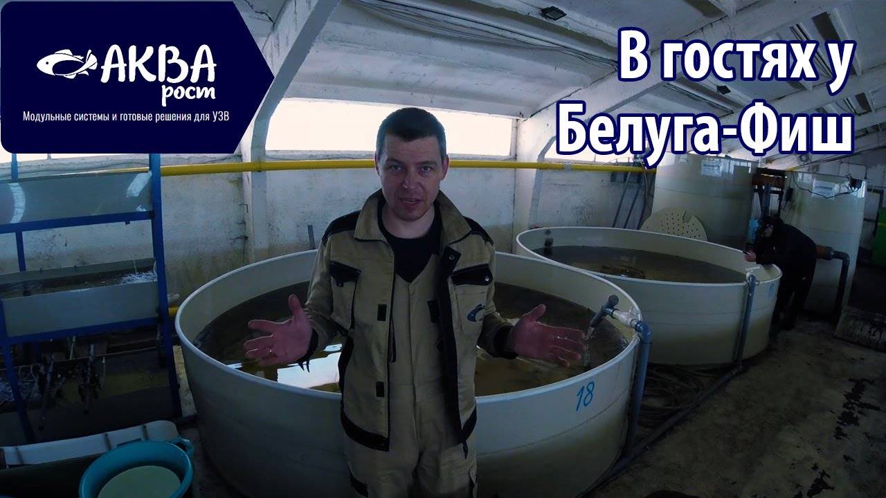 В гостях на УЗВ у Белуга-Фиш. Разведение рыбы #рыбоводство #узв #разведениерыбы #романакварост смотреть онлайн