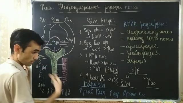 ОРГАНЫ ВЫДЕЛЕНИЯ РЕГУЛЯЦИЯ ПОЧКИ смотреть онлайн