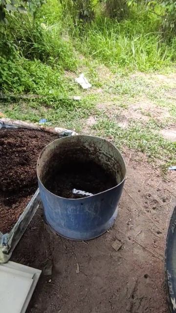 52. Pupa kabur, sudah menjelma jd lalat bsf Liar 😅#peternakan #bsf #pertanian смотреть онлайн