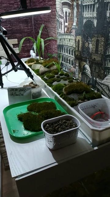 Aквариум Фитофильтр для Аквариума своими руками Мох Живой 2 смотреть онлайн