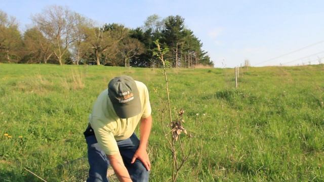 Bringing Back The Chestnut: Establishing a Chestnut Orchard смотреть онлайн