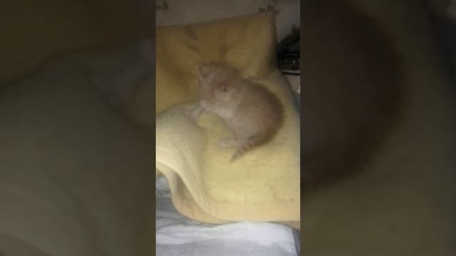 Бежевый милый котик, милашка, мимими / Playing with a beige, sweety kitty )) смотреть онлайн