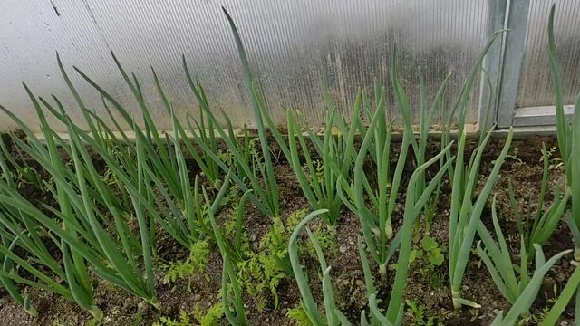 13 апреля. Сходили в сад, набили снегом бочки, нарвали луку зелёного) смотреть онлайн