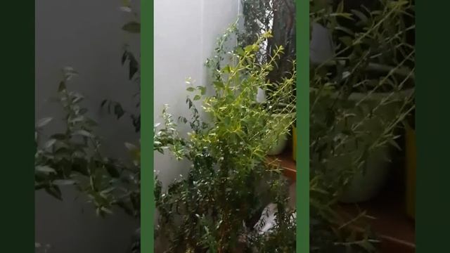 КАК ОБЕЗОПАСИТЬ СЕБЯ И СВОЮ СЕМЬЮ ОТ ВИРУСОВ смотреть онлайн