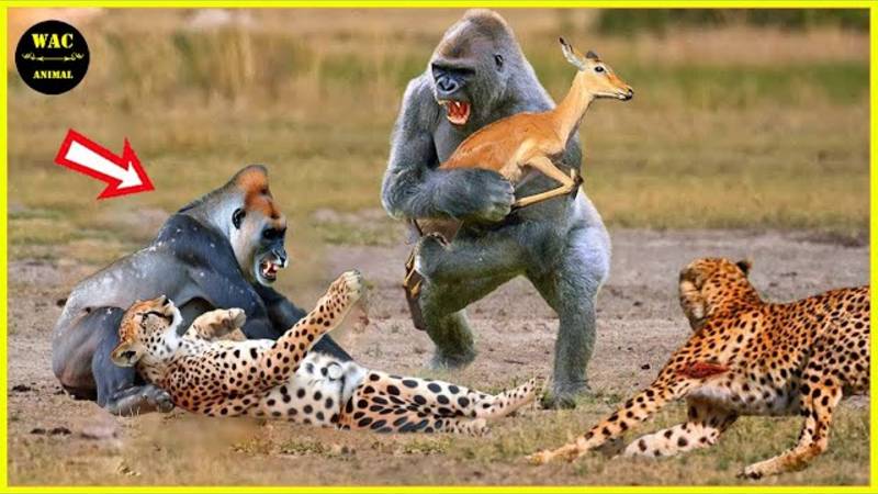 50 животных-героев, которые спасли человеческие жизни Животные, которые спасли других животных смотреть онлайн