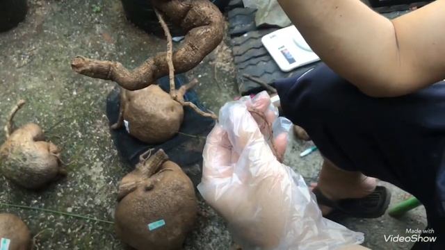 STEPHANIA SUBEROSA PERAWATAN DAN CARA MENANAM