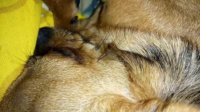 Бабач спит смотреть онлайн