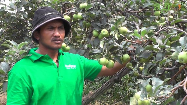 Agro TV-Menilik Budidaya Apel Malang смотреть онлайн